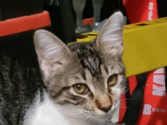 Gato ra a SRD-ViraLata idade 2 a 6 meses nome Dayse