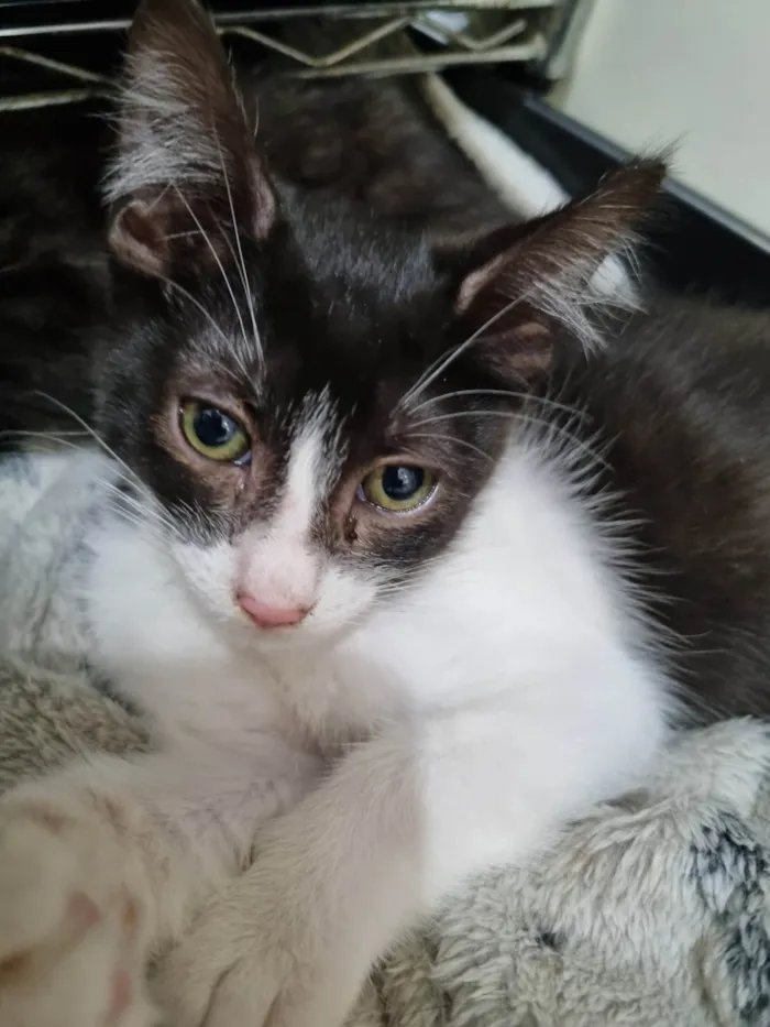 Gato ra a SRD-ViraLata idade 2 a 6 meses nome Minie frajola