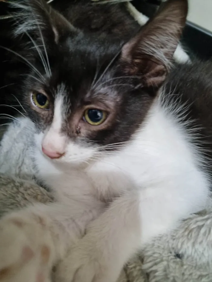 Gato ra a SRD-ViraLata idade 2 a 6 meses nome Minie frajola