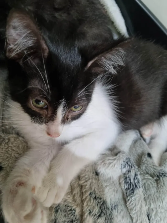 Gato ra a SRD-ViraLata idade 2 a 6 meses nome Minie frajola