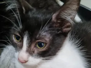 Gato raça SRD-ViraLata idade 2 a 6 meses nome Minie frajola