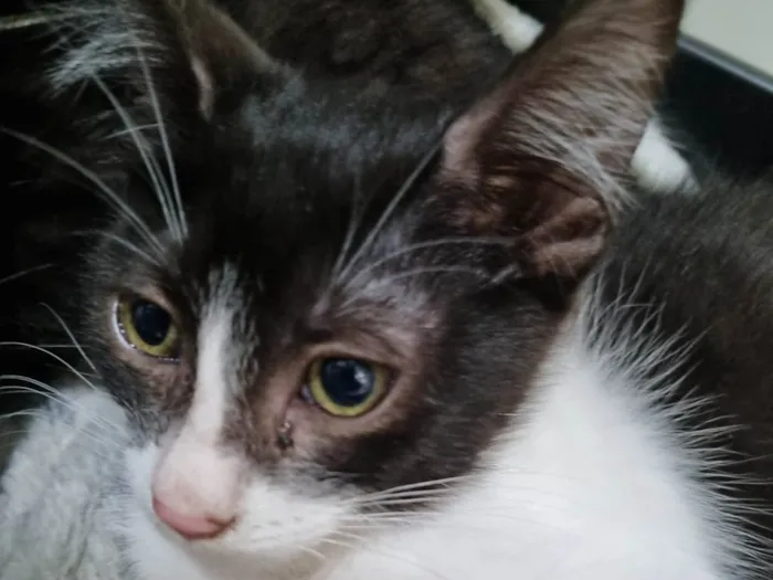 Gato ra a SRD-ViraLata idade 2 a 6 meses nome Minie frajola