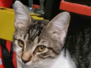 Gato raça SRD-ViraLata idade 2 a 6 meses nome Dayse