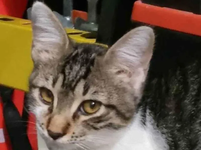Gato ra a SRD-ViraLata idade 2 a 6 meses nome Dayse