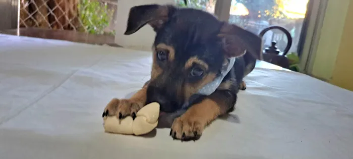 Cachorro raça SRD-ViraLata idade 2 a 6 meses nome Athos