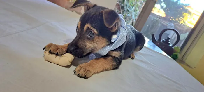 Cachorro raça SRD-ViraLata idade 2 a 6 meses nome Athos