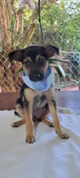 Cachorro raça SRD-ViraLata idade 2 a 6 meses nome Athos