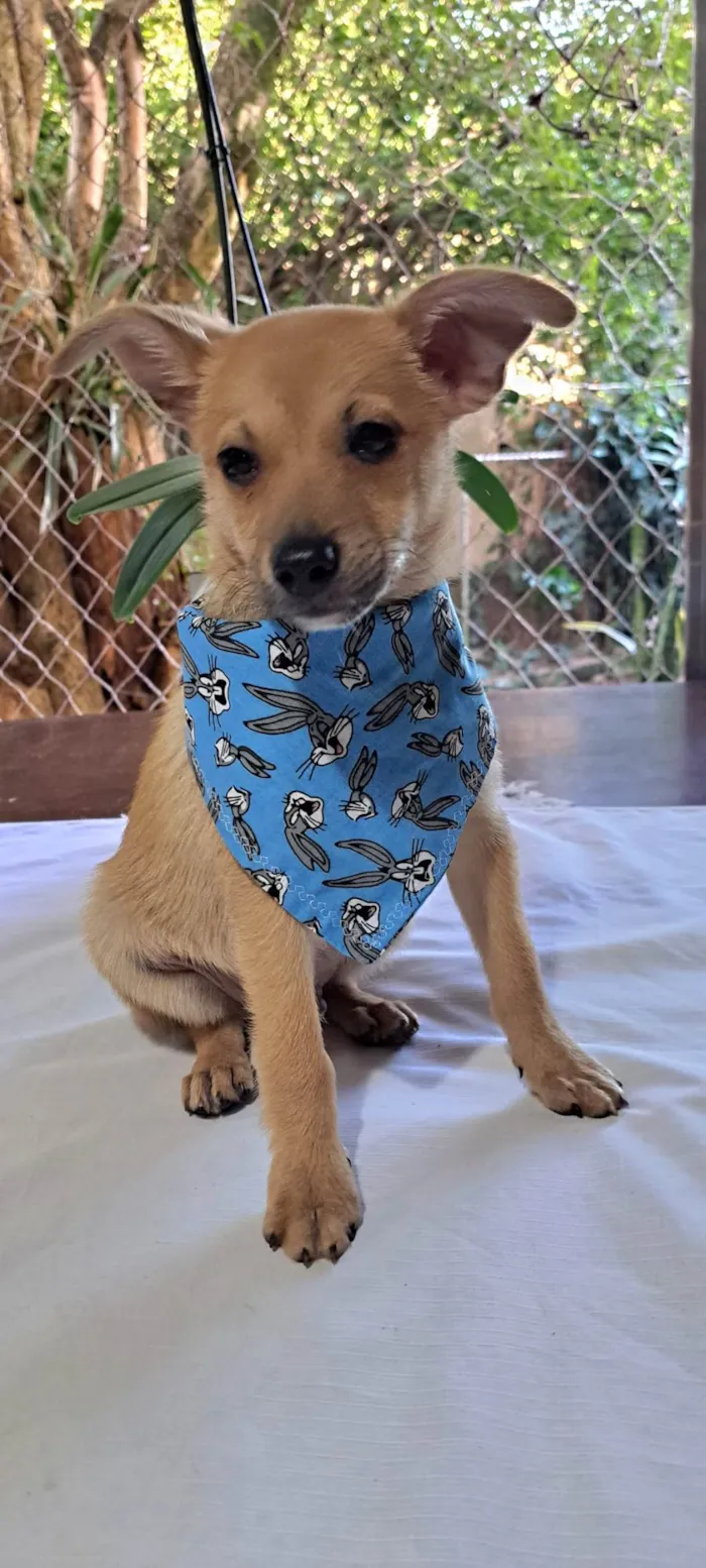 Cachorro raça SRD-ViraLata idade 2 a 6 meses nome Aramis