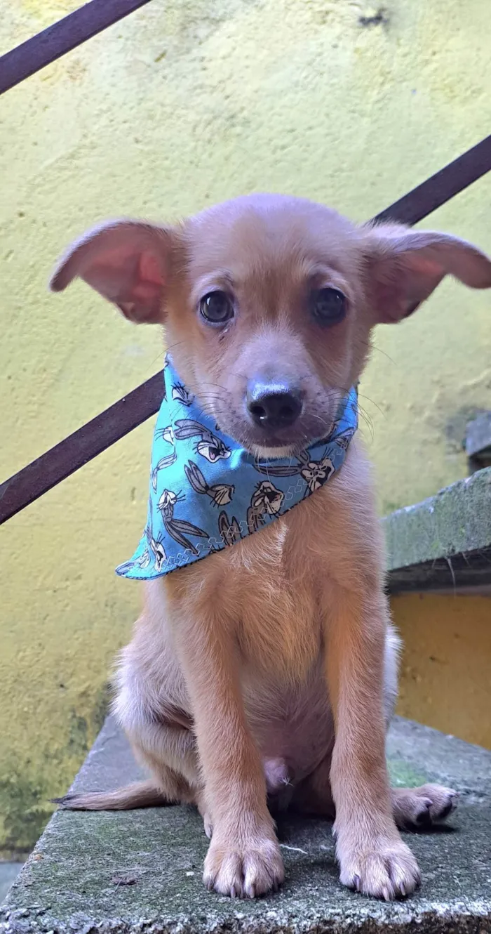 Cachorro raça SRD-ViraLata idade 2 a 6 meses nome Aramis