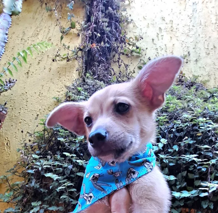 Cachorro raça SRD-ViraLata idade 2 a 6 meses nome Aramis