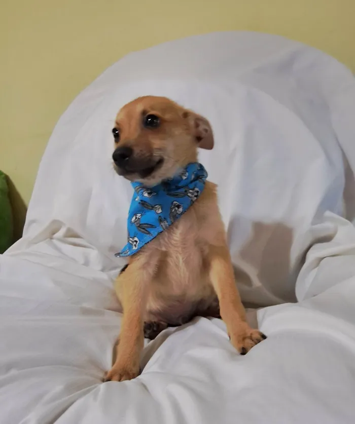 Cachorro raça SRD-ViraLata idade 2 a 6 meses nome Aramis