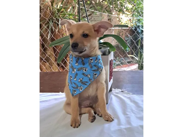 Cachorro raça SRD-ViraLata idade 2 a 6 meses nome Aramis