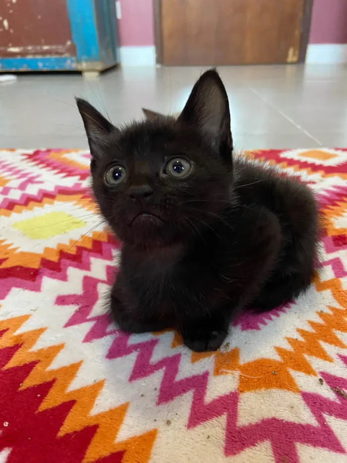 Gato ra a Srd idade Abaixo de 2 meses nome Manolitop