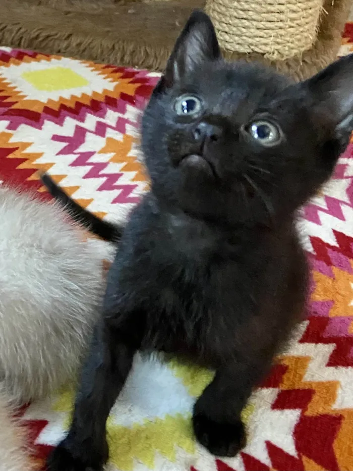 Gato ra a Srd idade Abaixo de 2 meses nome Manolitop