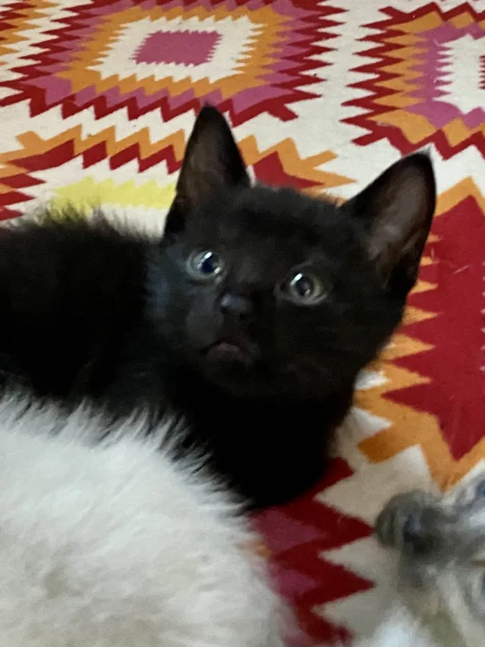 Gato ra a Srd idade Abaixo de 2 meses nome Manolitop