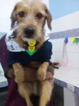Pingo