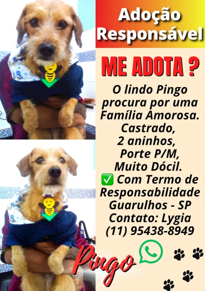 Cachorro ra a SRD-ViraLata idade 2 anos nome Pingo