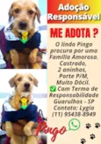 Pingo