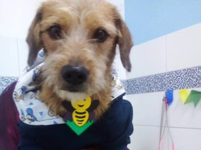 Cachorro ra a SRD-ViraLata idade 2 anos nome Pingo