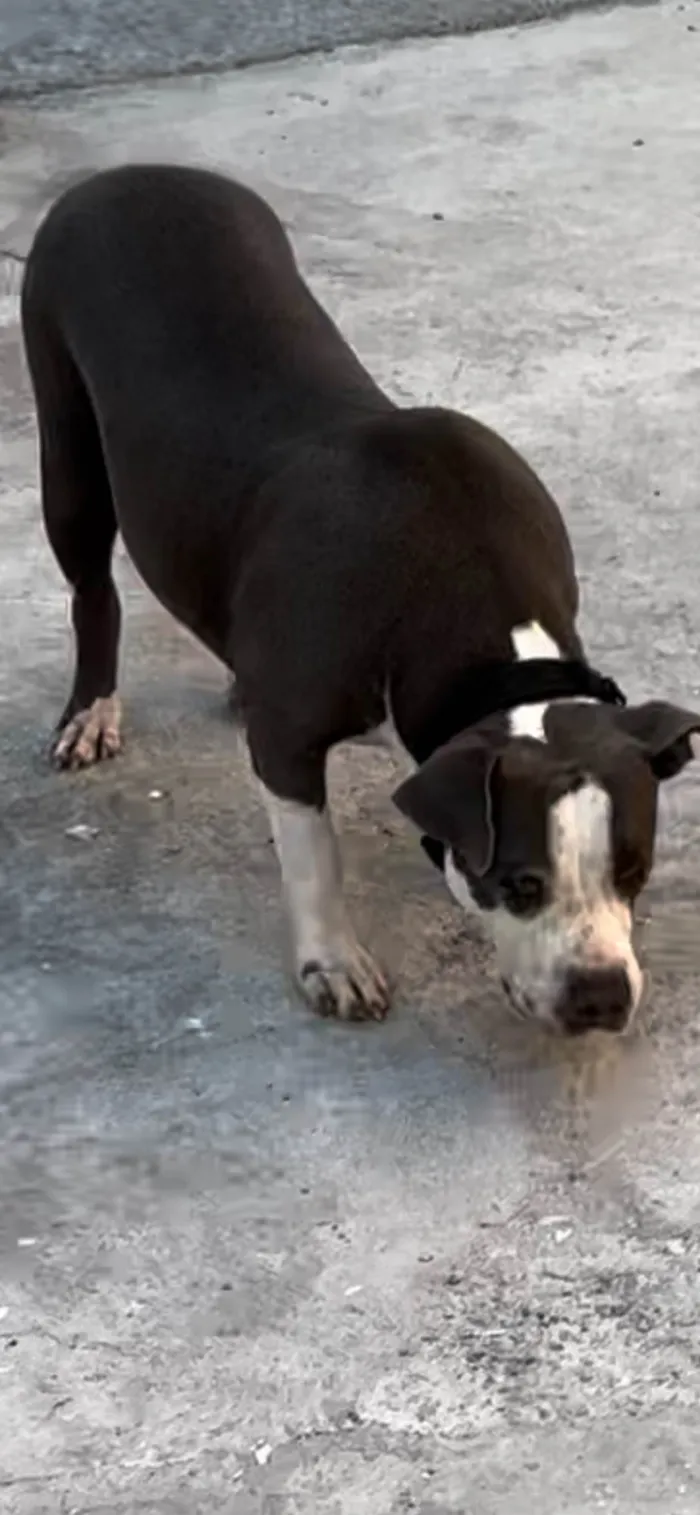 Cachorro raça pit monster idade 7 a 11 meses nome Alema