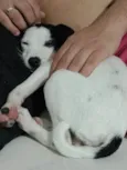 Snoop