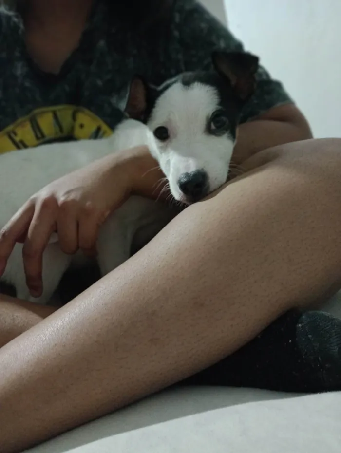 Cachorro ra a  idade Abaixo de 2 meses nome Snoop 
