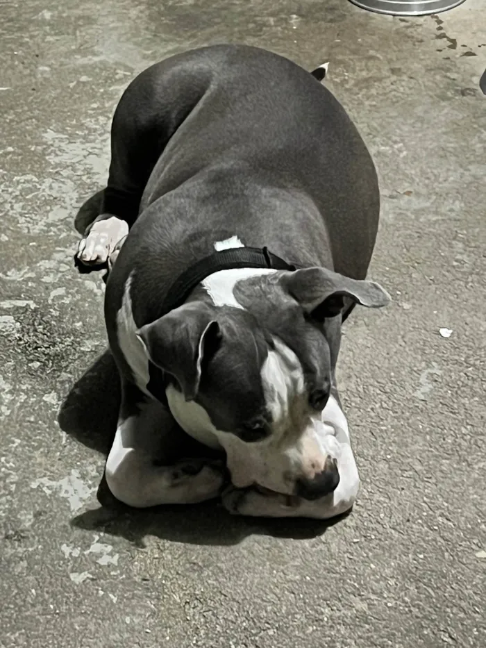 Cachorro raça pit monster idade 7 a 11 meses nome Alema