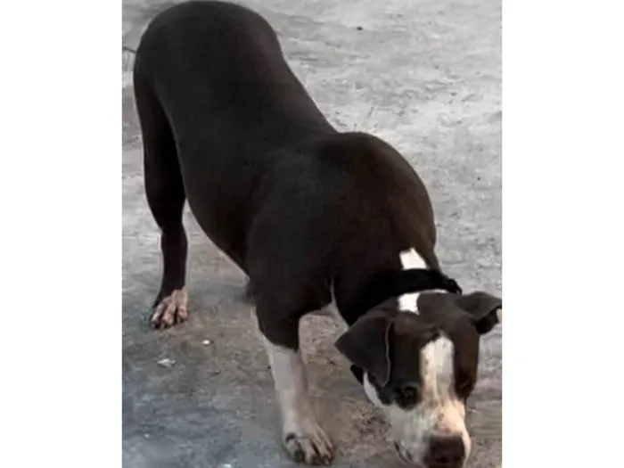 Cachorro raça pit monster idade 7 a 11 meses nome Alema