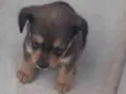 Cachorro raça SRD-ViraLata idade Abaixo de 2 meses nome Não tem 
