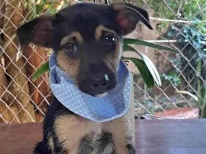 Cachorro raça SRD-ViraLata idade 2 a 6 meses nome Athos