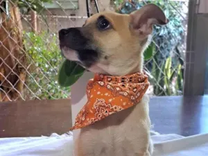Cachorro raça SRD-ViraLata idade 2 a 6 meses nome Porthos