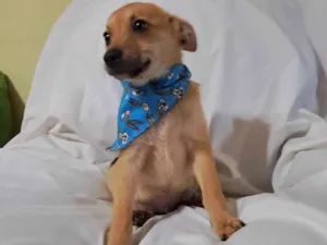 Cachorro raça SRD-ViraLata idade 2 a 6 meses nome Aramis