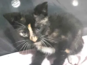 Gato raça Srd idade Abaixo de 2 meses nome Gabriela 