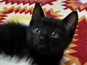 Gato raça Srd idade Abaixo de 2 meses nome Manolitop