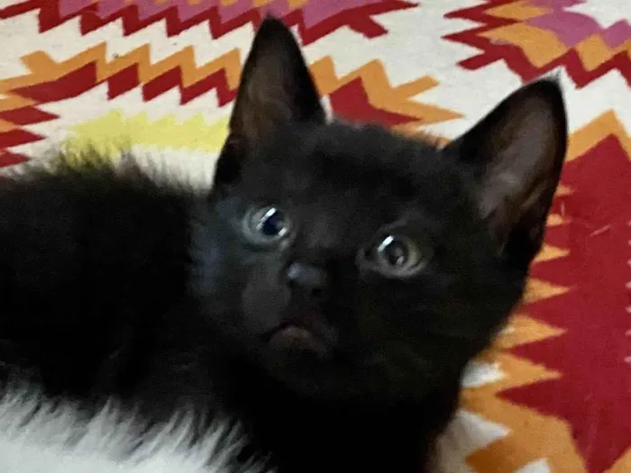 Gato ra a Srd idade Abaixo de 2 meses nome Manolitop