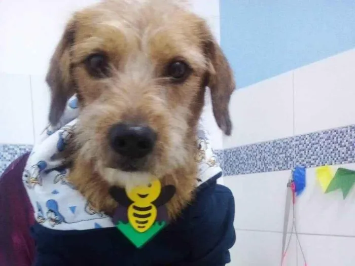Cachorro ra a SRD-ViraLata idade 2 anos nome Pingo
