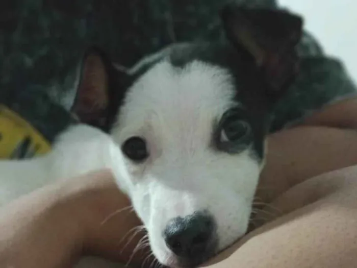 Cachorro ra a  idade Abaixo de 2 meses nome Snoop 