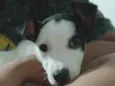 Snoop