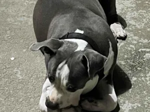 Cachorro raça pit monster idade 7 a 11 meses nome Alema