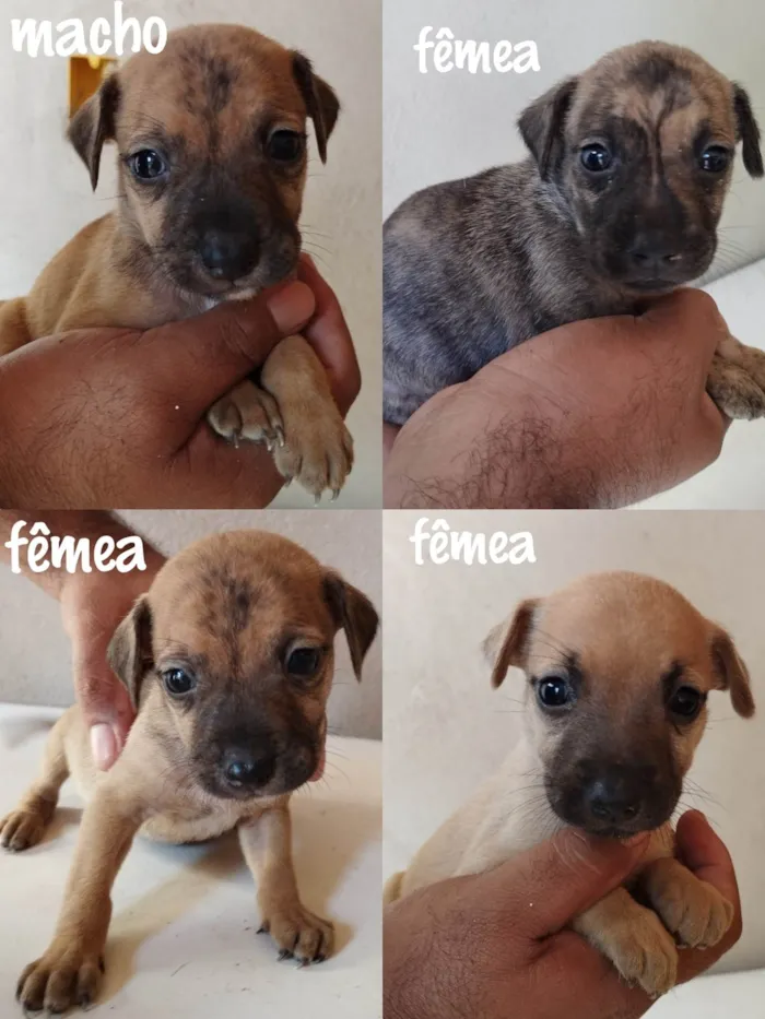 Cachorro ra a SRD-ViraLata idade Abaixo de 2 meses nome Sem nome 