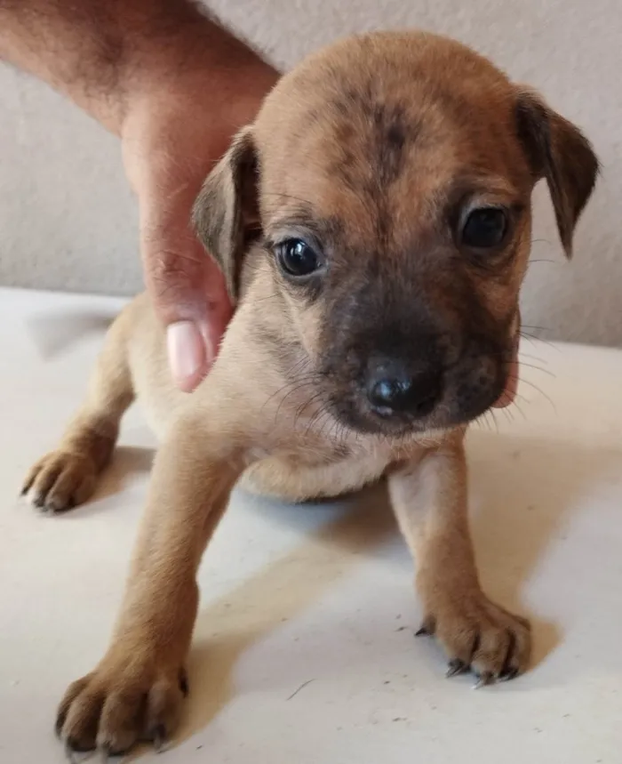 Cachorro ra a SRD-ViraLata idade Abaixo de 2 meses nome Sem nome 