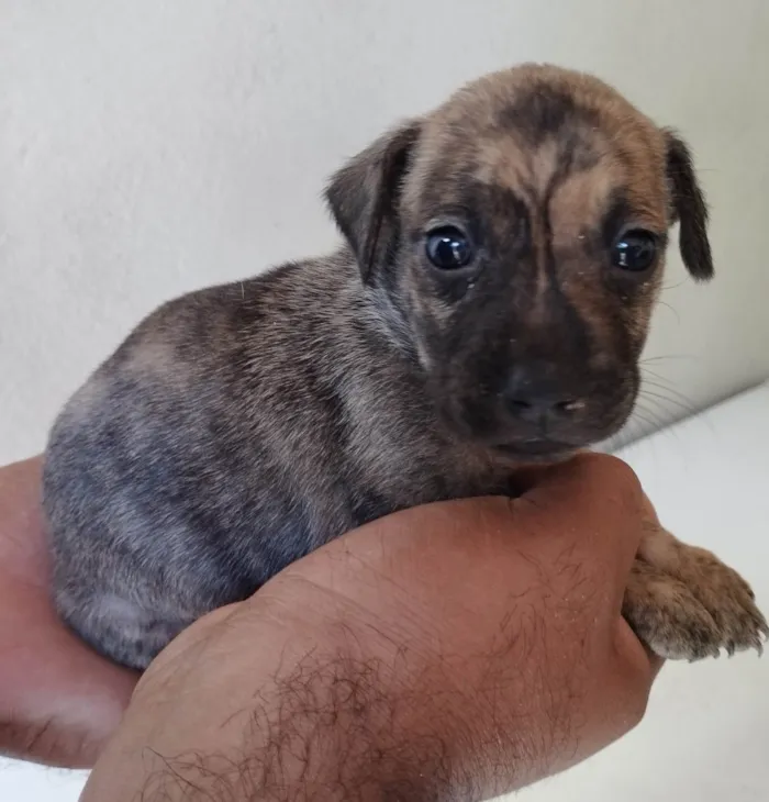 Cachorro ra a SRD-ViraLata idade Abaixo de 2 meses nome Sem nome 