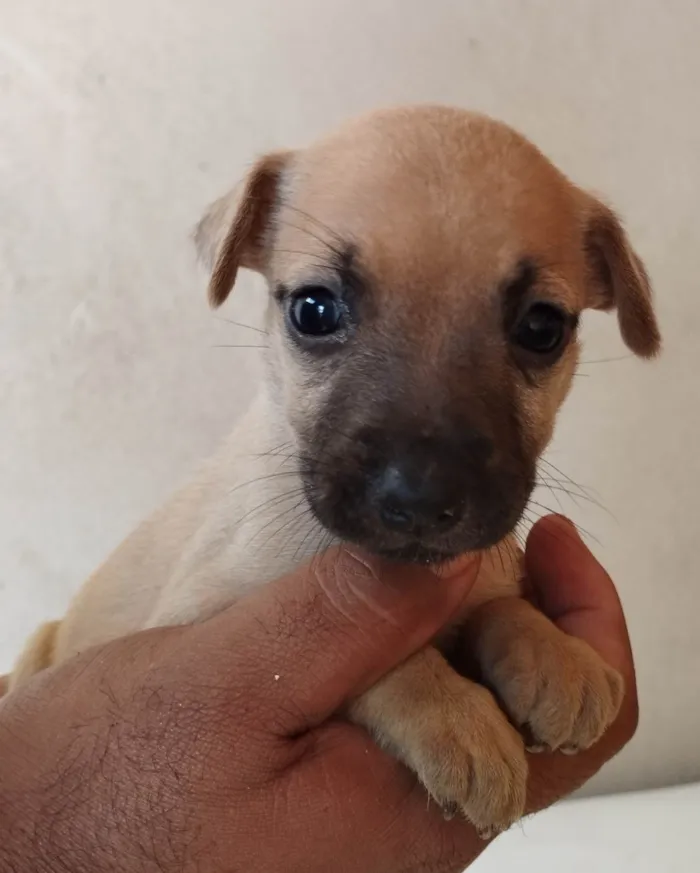 Cachorro ra a SRD-ViraLata idade Abaixo de 2 meses nome Sem nome 