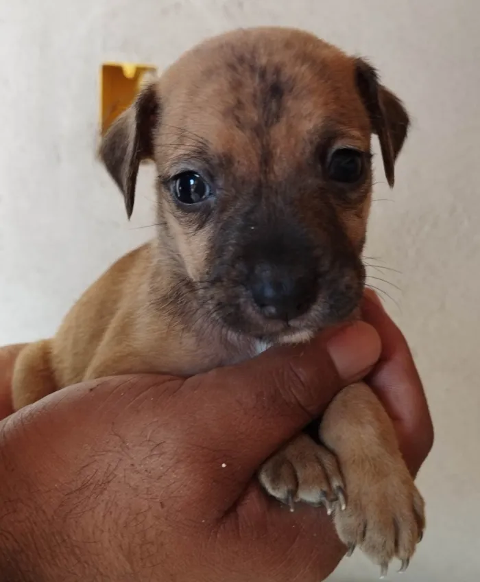 Cachorro ra a SRD-ViraLata idade Abaixo de 2 meses nome Sem nome 