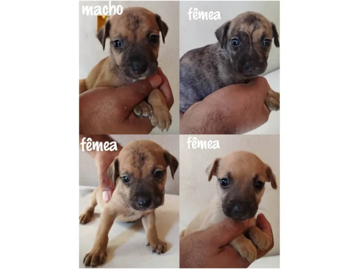 Cachorro ra a SRD-ViraLata idade Abaixo de 2 meses nome Sem nome 