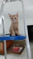 1 filhote de gato (fêmea)