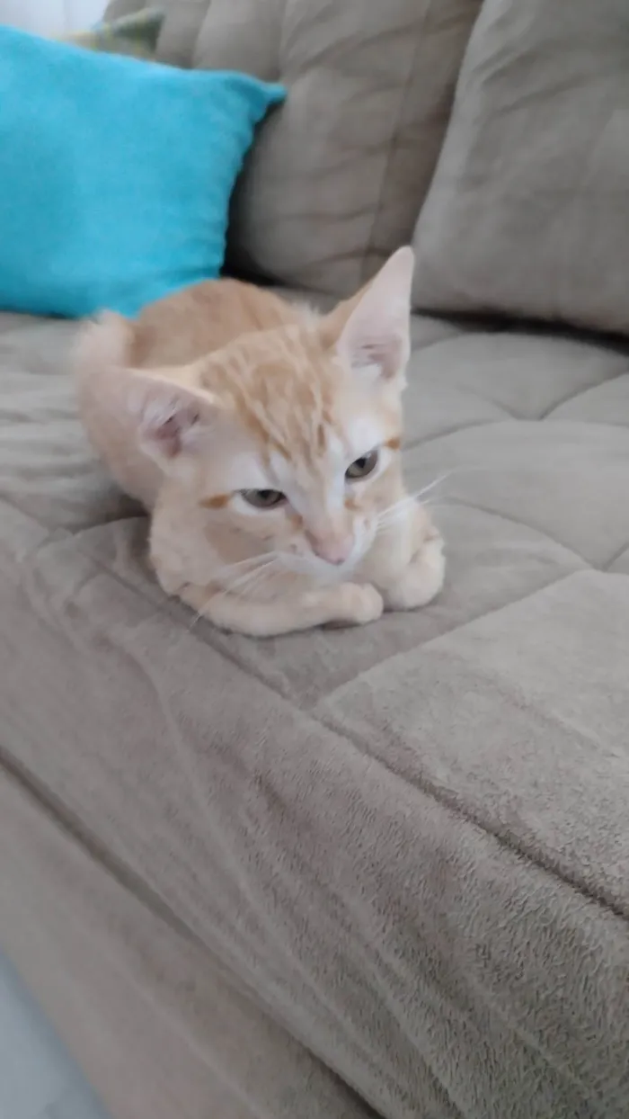 Gato raça SRD-ViraLata idade 2 a 6 meses nome 1 filhote de gato (fêmea)