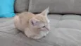 1 filhote de gato (fêmea)