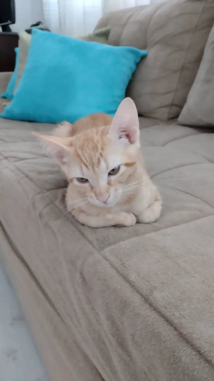 Gato raça SRD-ViraLata idade 2 a 6 meses nome 1 filhote de gato (fêmea)
