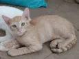 1 filhote de gato (fêmea)